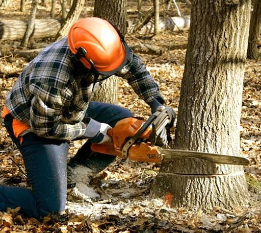 Tree Removal in Hoffman, MN